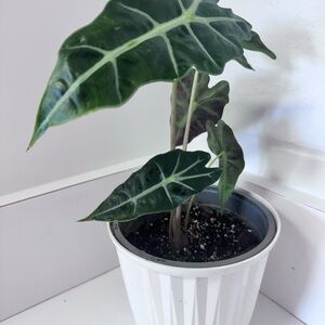 Alocasia Amazonica “Polly” aka African Mask Plant